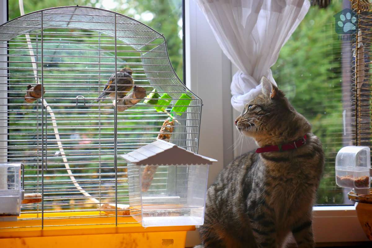 cat looking in bird cage