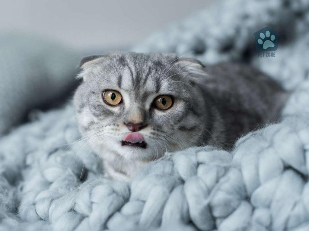 cat on blue blanket