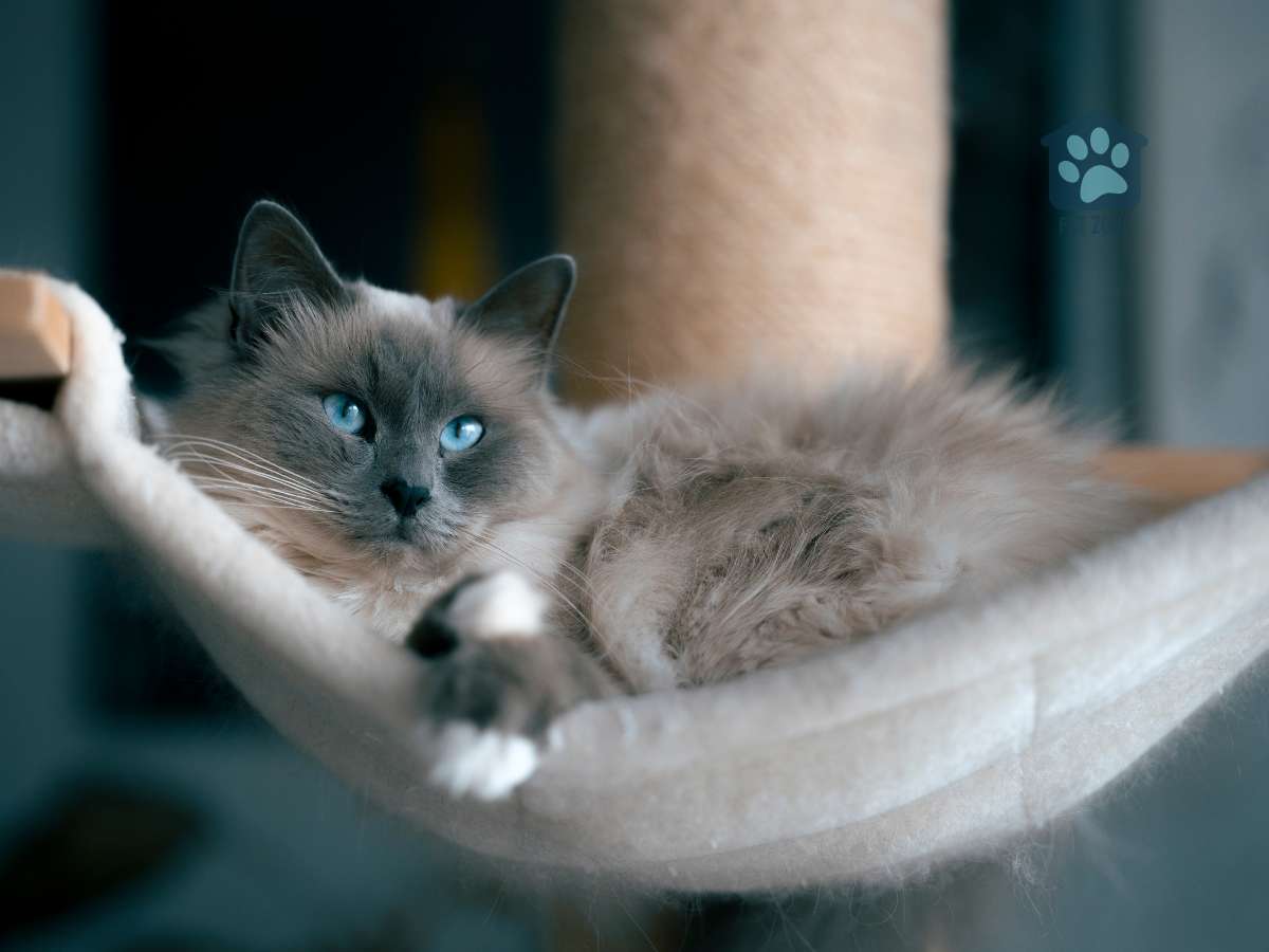cat on hammock