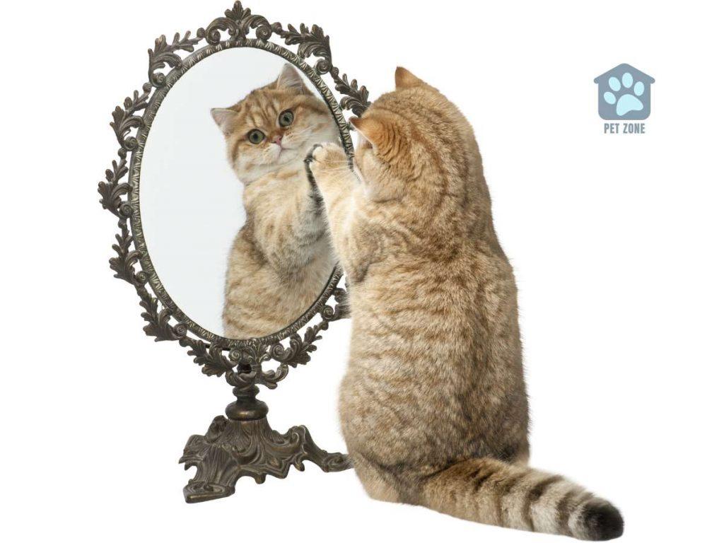 cat pawing at her reflection in mirror