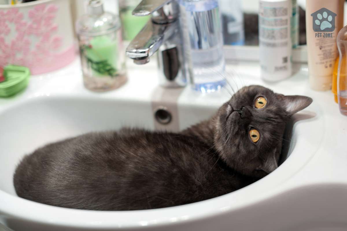 cat relaxing in sink