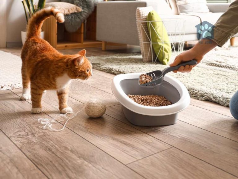 Why Does My Cat Use the Litter Box Right After I Clean It?