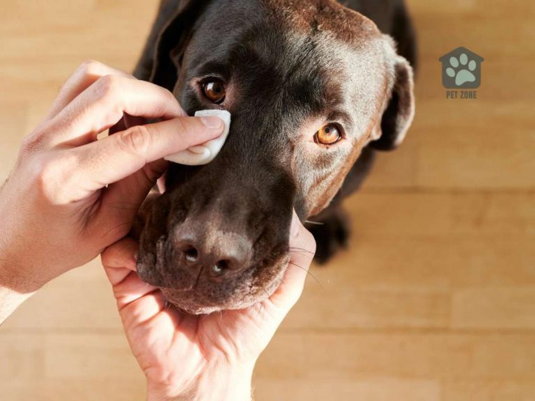 How to Get a Hair Out of Your Dog’s Eye