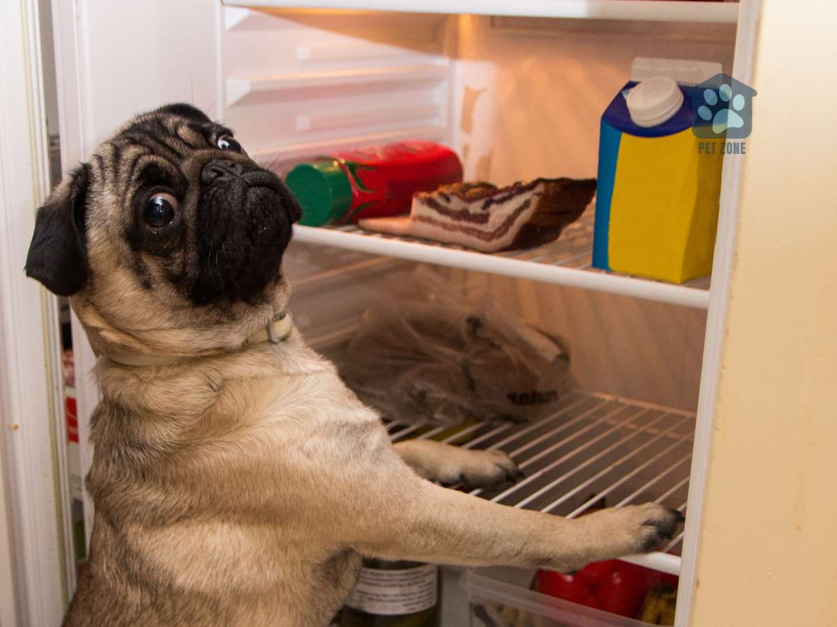 dog in open fridge