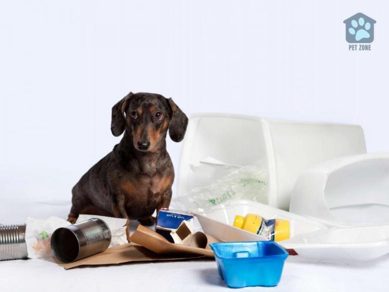 10 Tips for Keeping Your Dog Out of the Trash Can