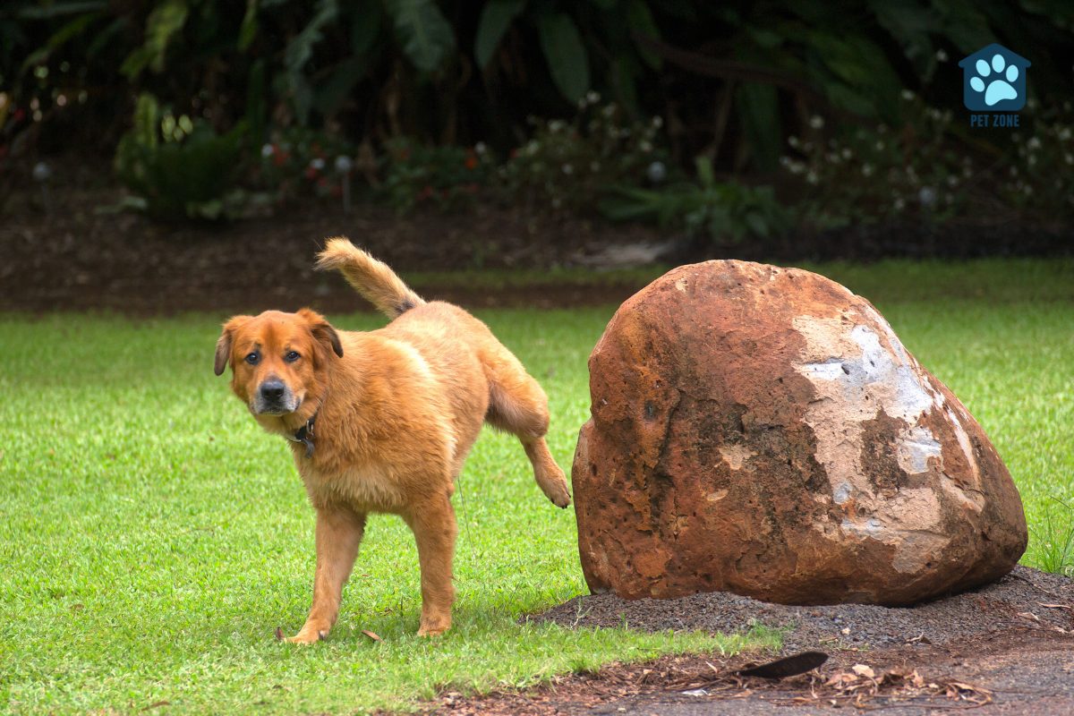 dog peeing near a rock