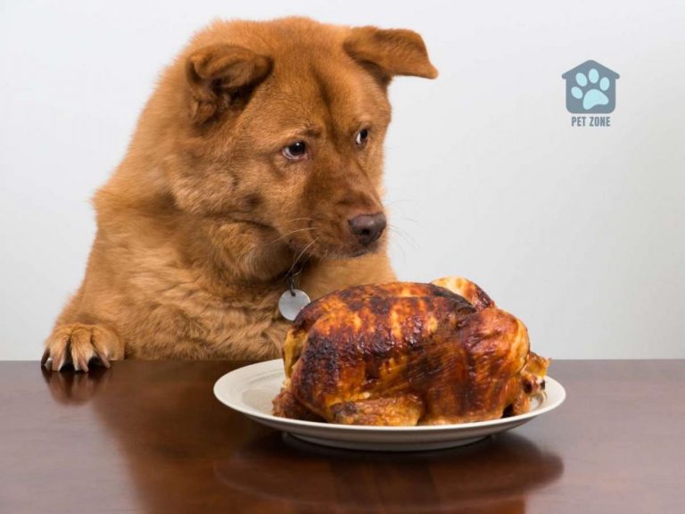 Can Dogs Eat Rotisserie Chicken?