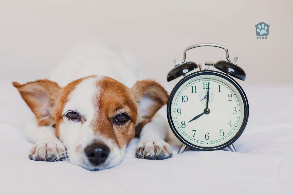 dog waiting next to alarm clock