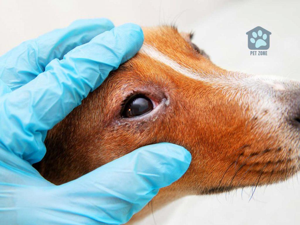 examining dogs eye