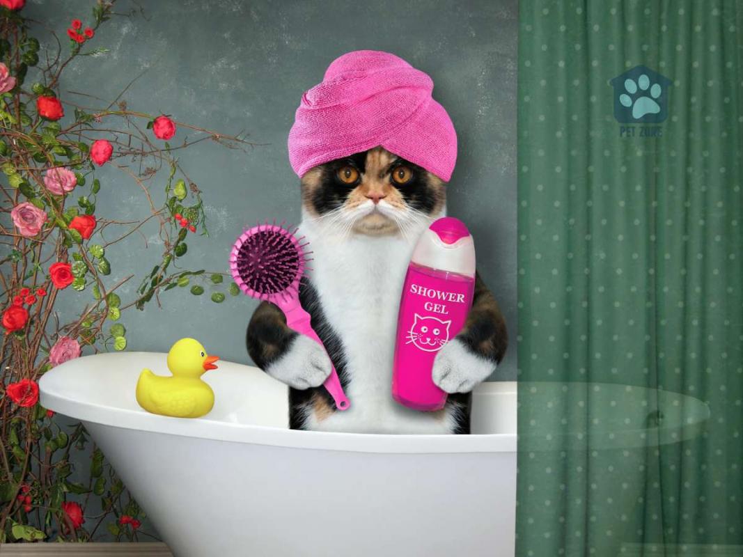 funny picture of cat in a b bathtub holding shower gel and a brush with a rubber ducky