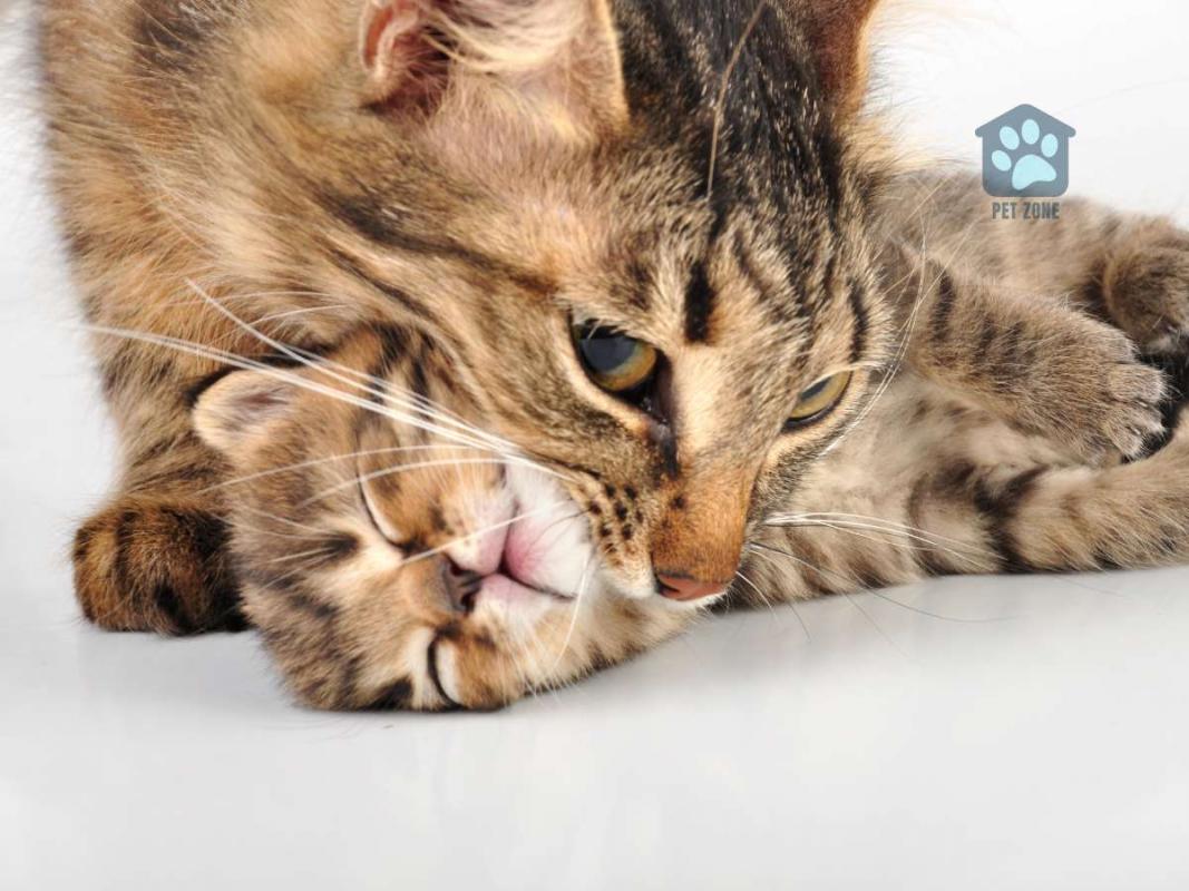 mother cat biting her kitten