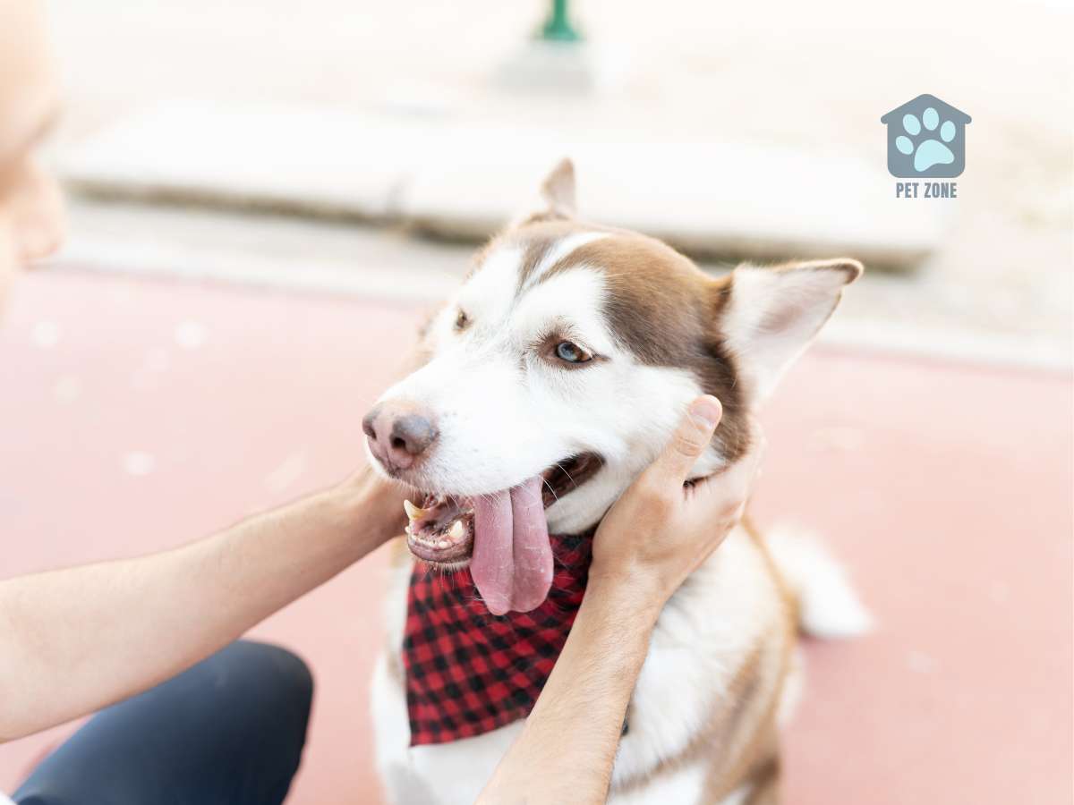 owner with dog wearing bandana