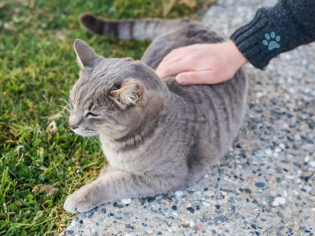 patting cat on back outside
