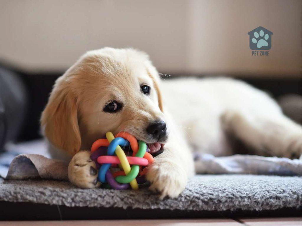 puppy chewing on toy