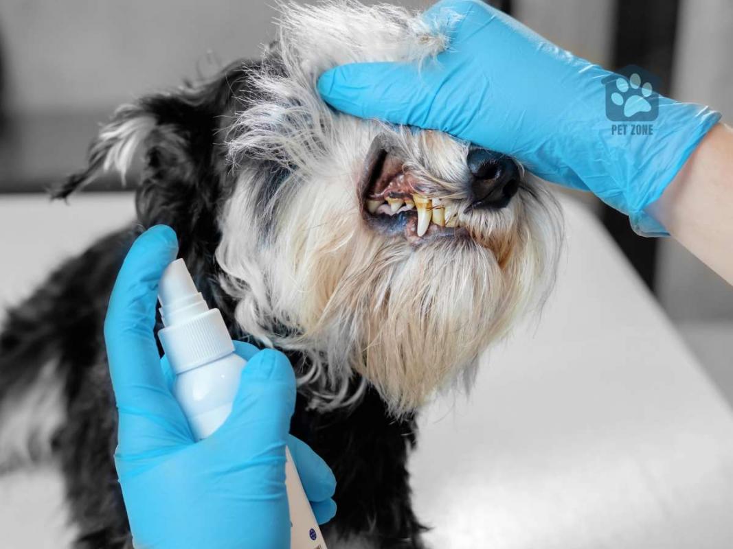 vet examining dogs teeth