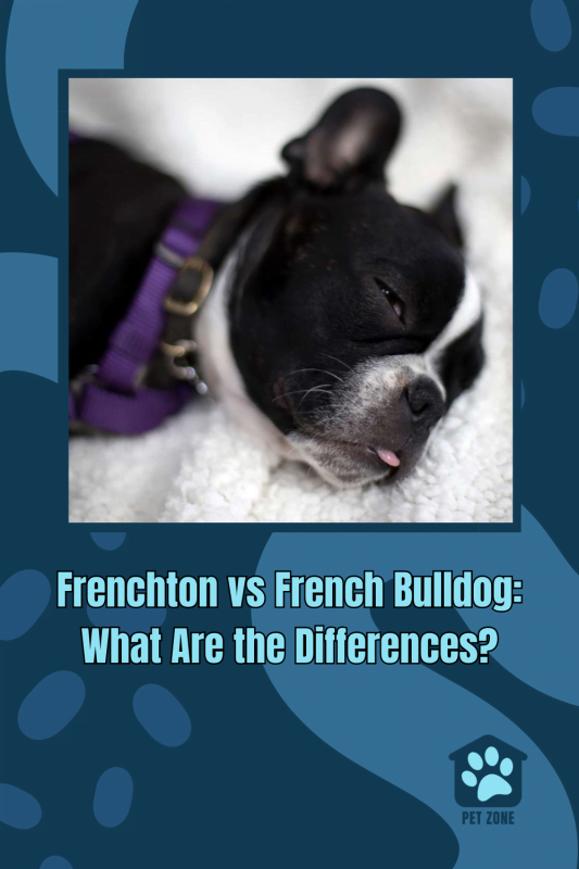 Frenchton vs French Bulldog: What Are the Differences?