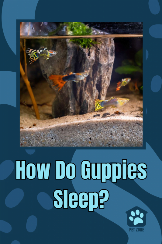 How Do Guppies Sleep?