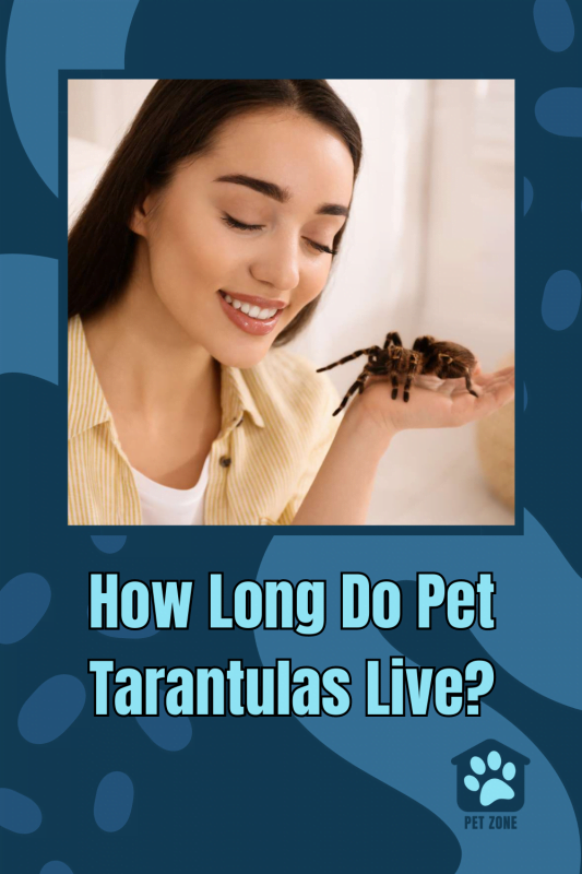 How Long Do Pet Tarantulas Live?