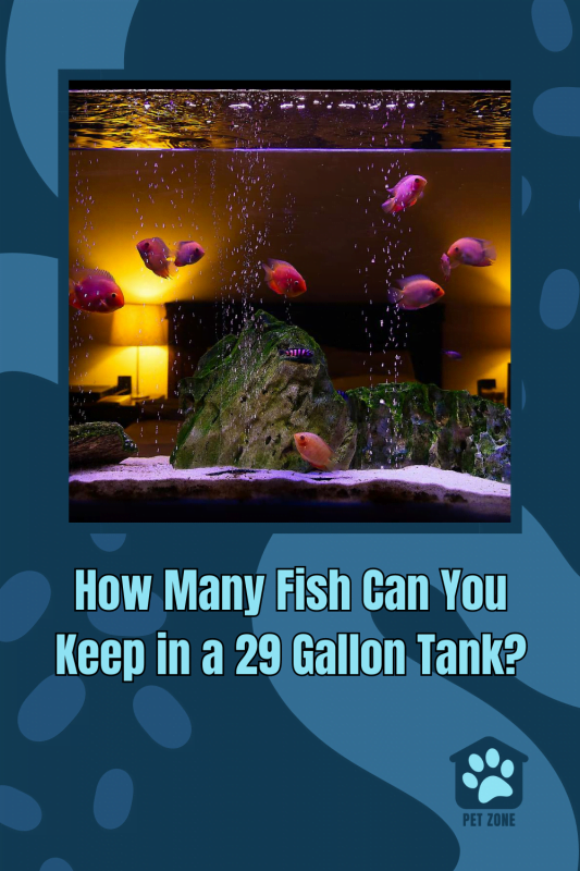 How Many Fish Can You Keep in a 29 Gallon Tank?