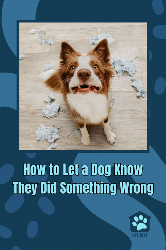 How to Let a Dog Know They Did Something Wrong