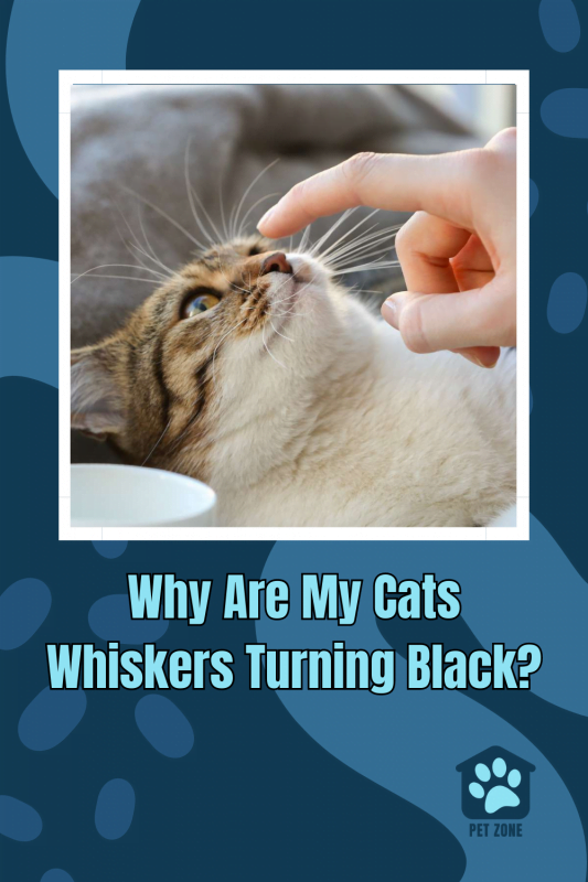 Why Are My Cats Whiskers Turning Black?