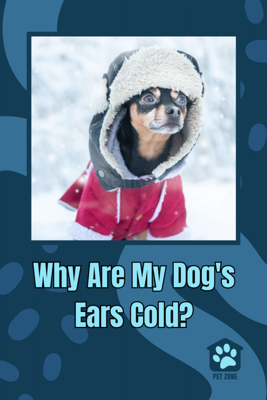 Why Are My Dog\'s Ears Cold?