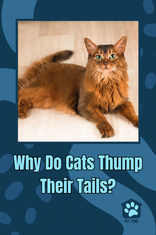 Why Do Cats Thump Their Tails?