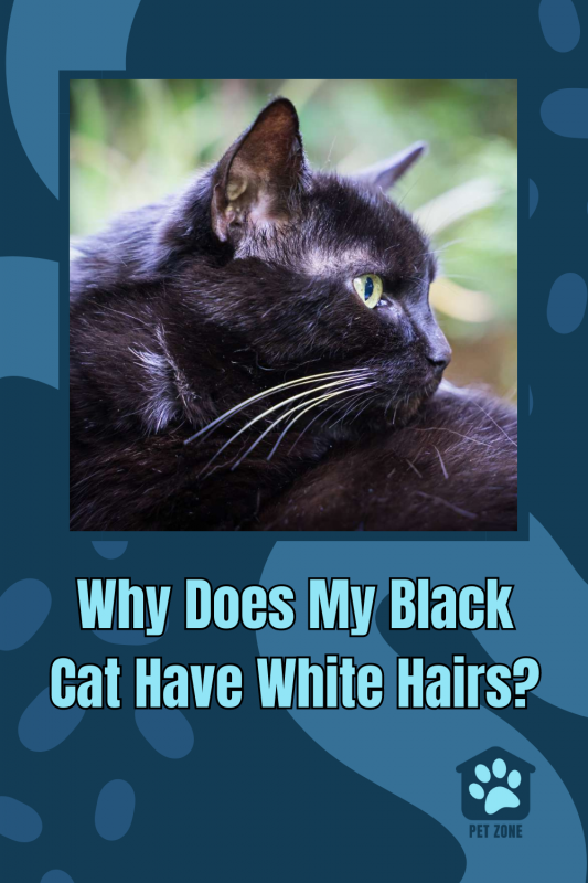 Why Does My Black Cat Have White Hairs?