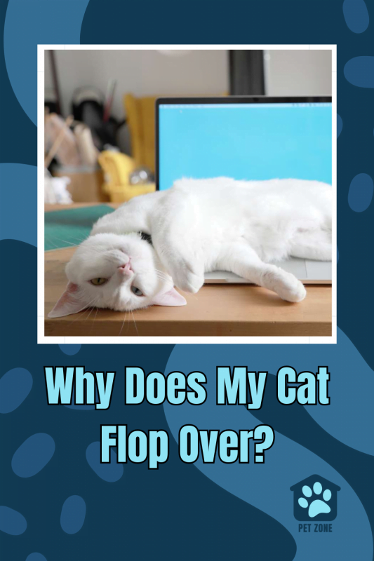 Why Does My Cat Flop Over?