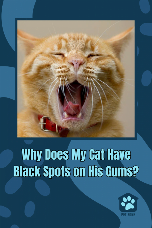 Why Does My Cat Have Black Spots on His Gums?