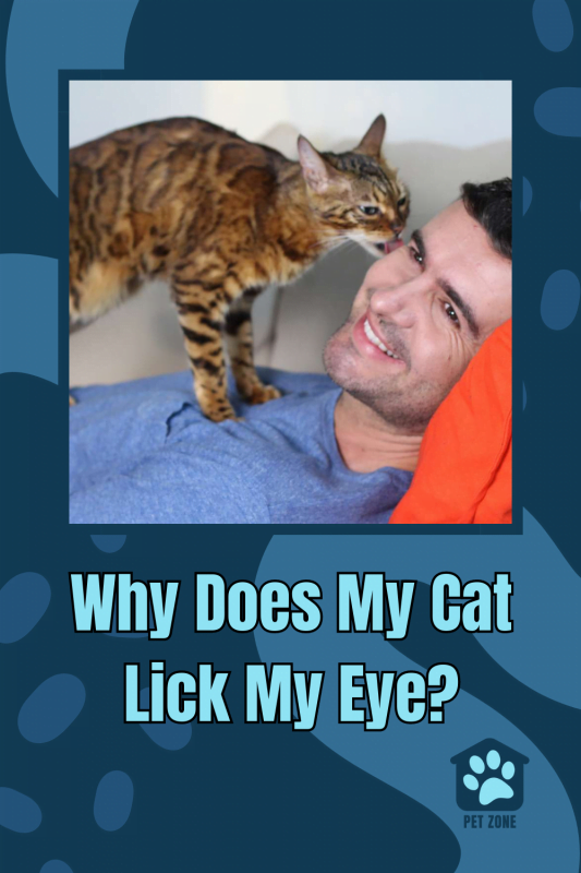 Why Does My Cat Lick My Eye?
