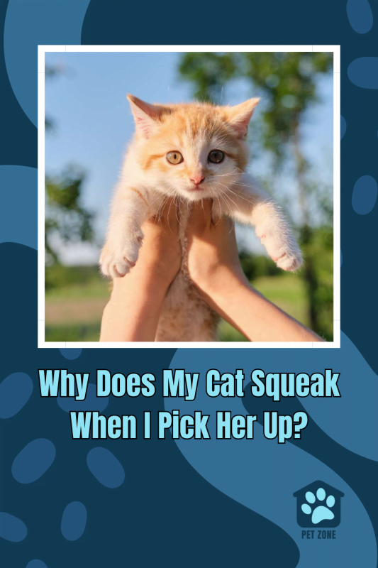 Why Does My Cat Squeak When I Pick Her Up?