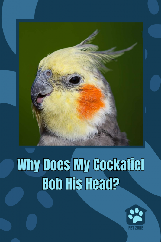 Why Does My Cockatiel Bob His Head?