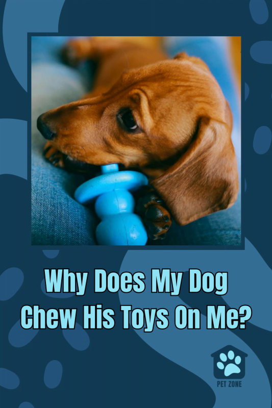 Why Does My Dog Chew His Toys On Me?