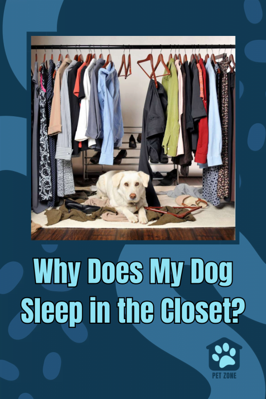 Why Does My Dog Sleep in the Closet?