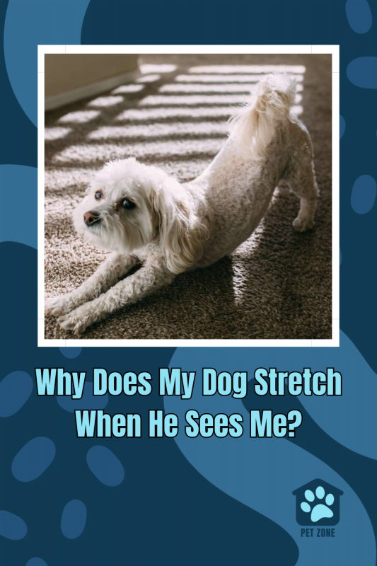 Why Does My Dog Stretch When He Sees Me?