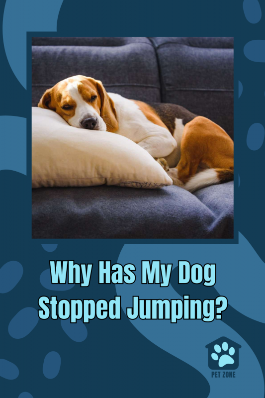 Why Has My Dog Stopped Jumping onto the Couch or Bed?