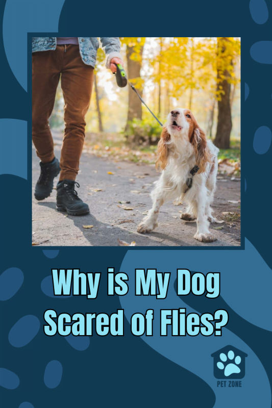 Why is My Dog Scared of Flies?