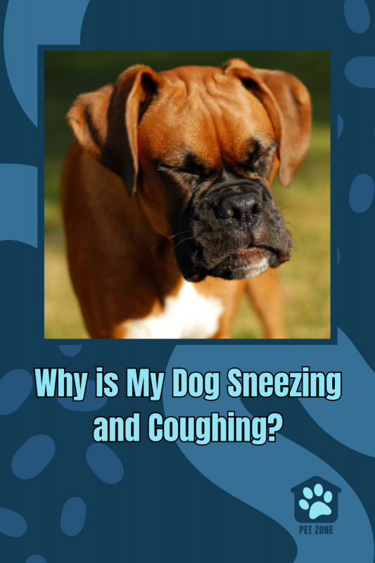 Why is My Dog Sneezing and Coughing?