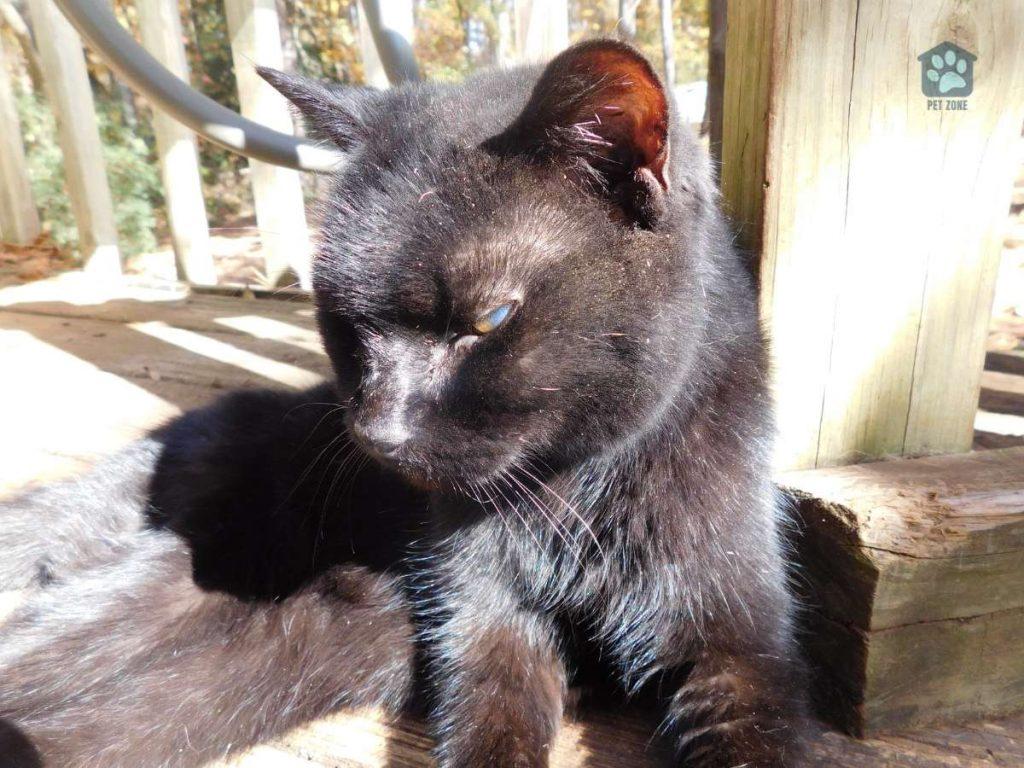 black cat outside in the sun