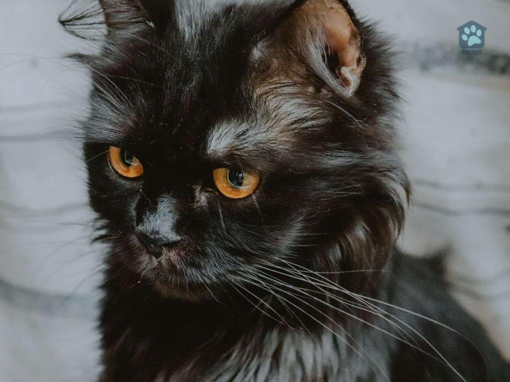black cat with whiskers