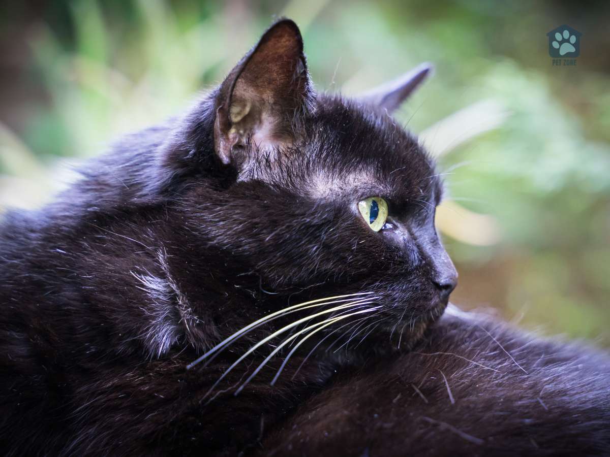 black cat with white hairs and whiskers