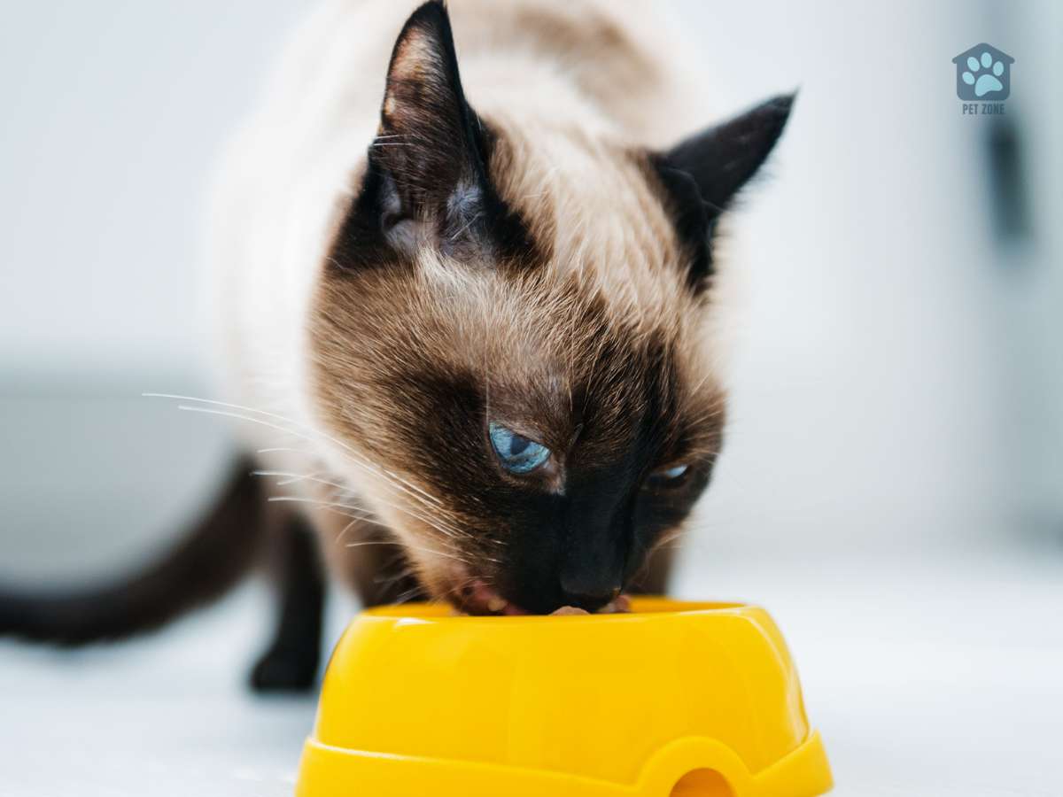 cat eating from yellow bowl