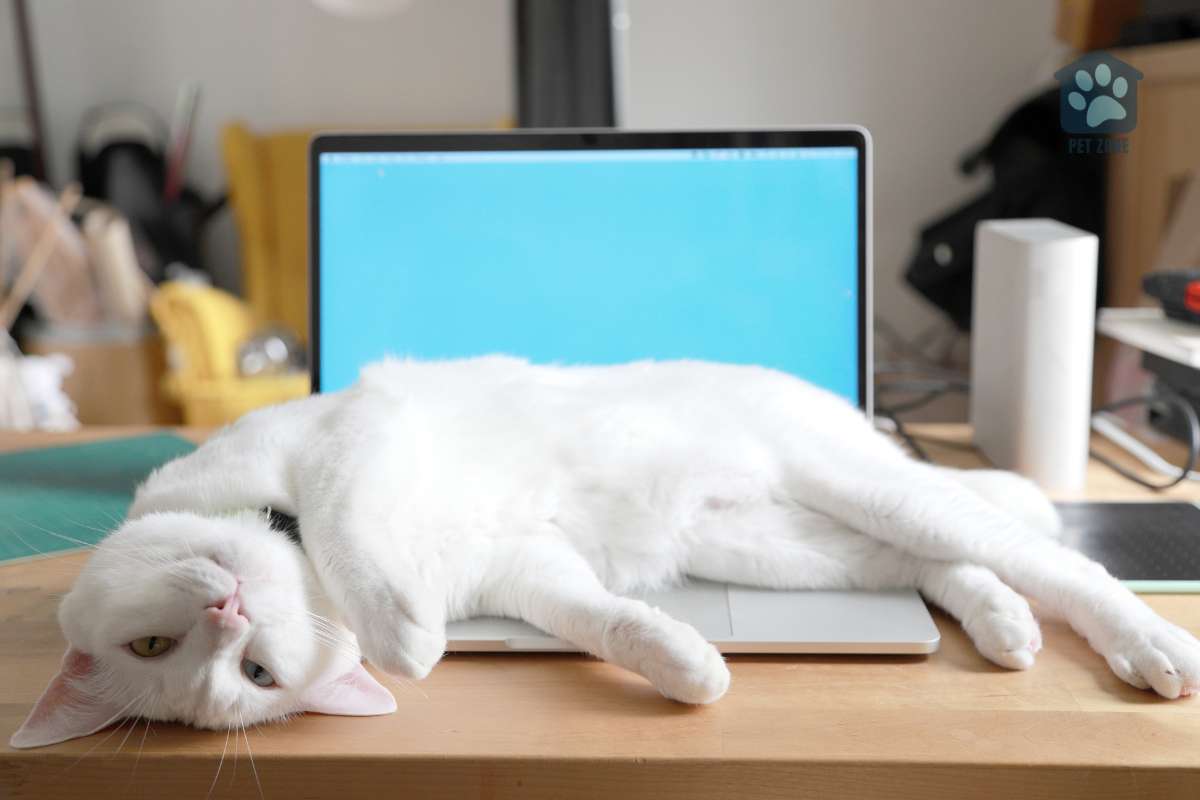 cat flopping on laptop