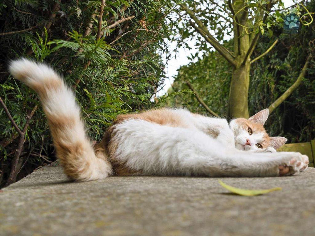cat laying down with tail up