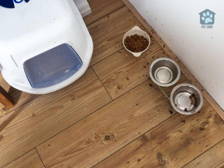 How Far Away Should Cat Food Be from the Litter Box?