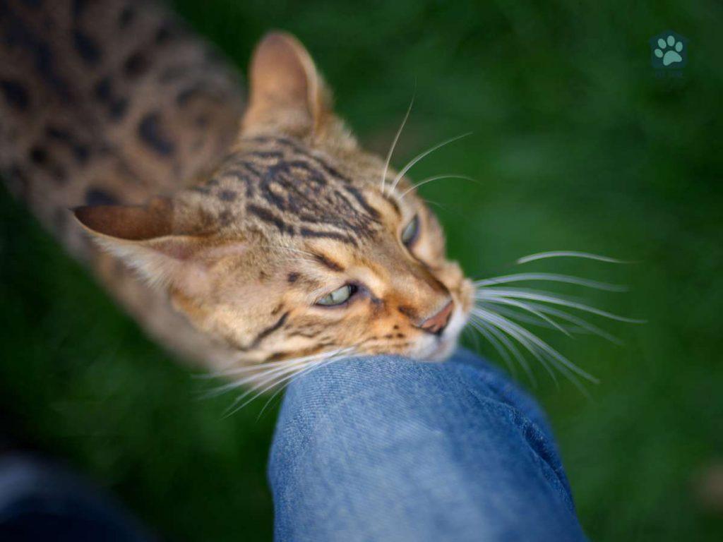 cat rubbing against owners knee