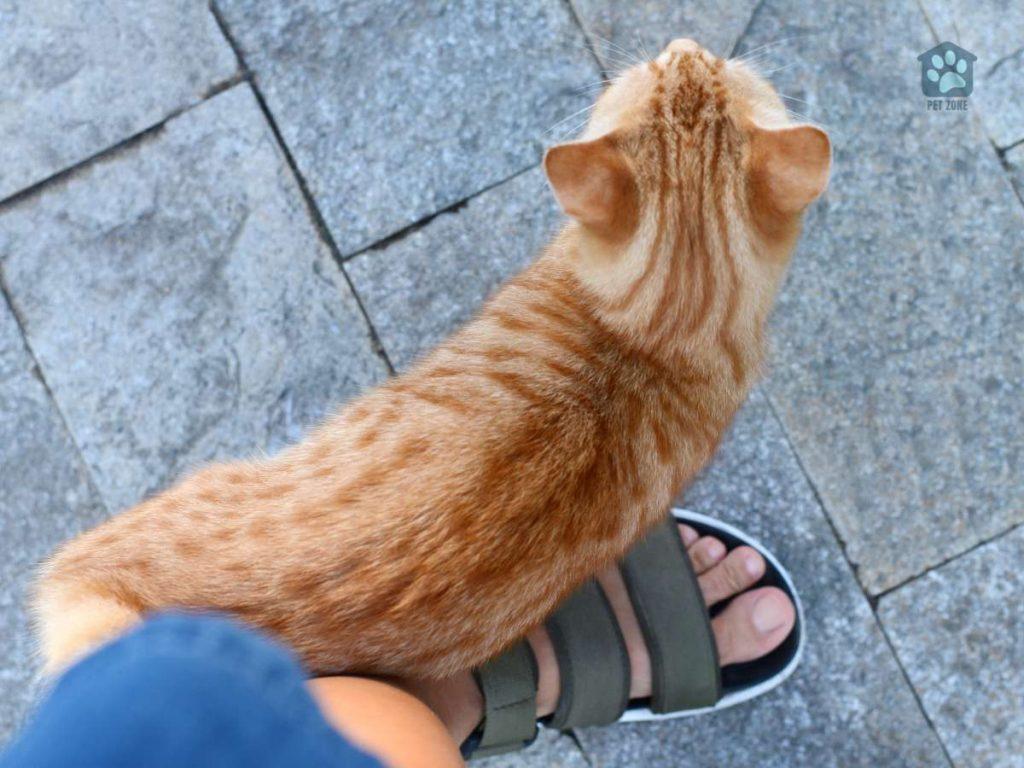 cat rubbing against owners leg