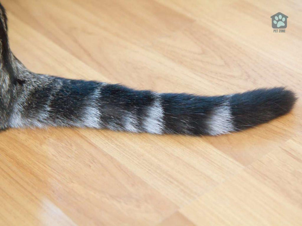 closeup of cat tail