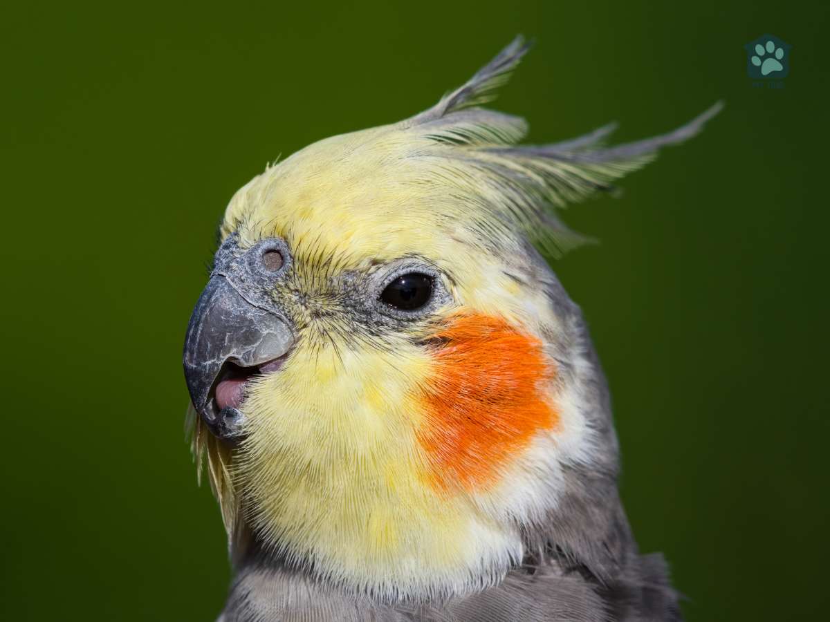 closeup of cockatiel head